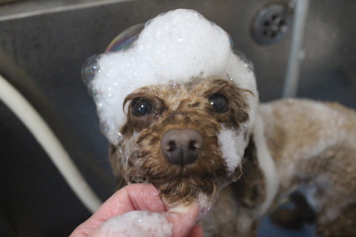 神奈川県横浜市のトイプードルのシャンプー画像