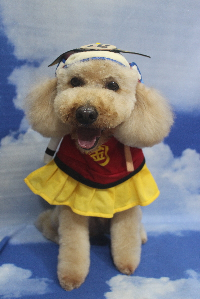 千葉県船橋市のトイプードルのトリミング画像