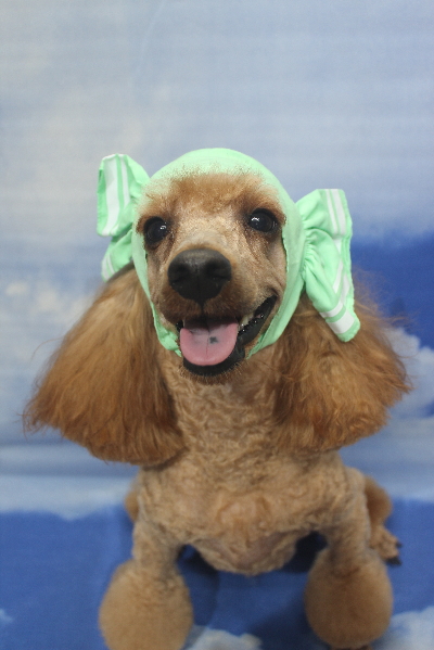 千葉県鎌ヶ谷市のトイプードルのトリミング画像