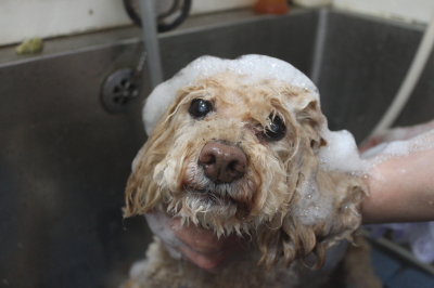 千葉県船橋市のトイプードルのシャンプー画像