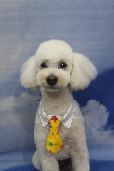 千葉県鎌ヶ谷市のトイプードルのトリミング画像