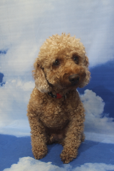 千葉県船橋市のトイプードルのトリミング前画像