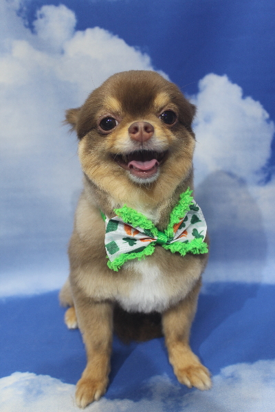 千葉県鎌ケ谷市のロングコートチワワのトリミング画像