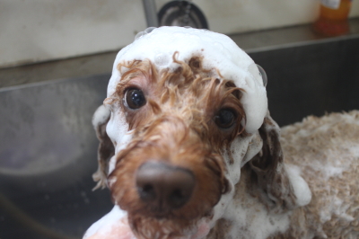 千葉県船橋市のトイプードルのシャンプー画像
