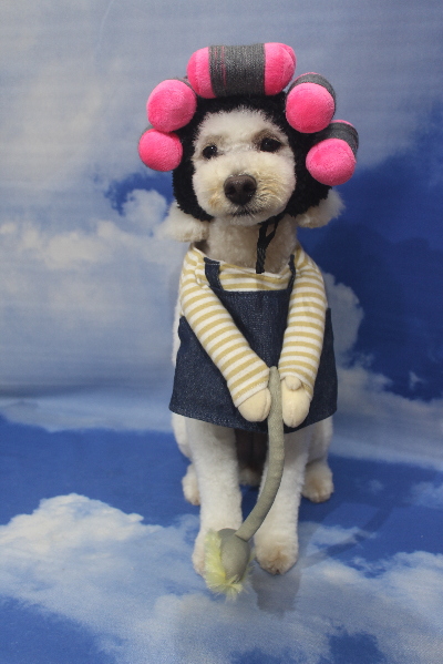 千葉県鎌ヶ谷市のトイプードルのトリミング画像