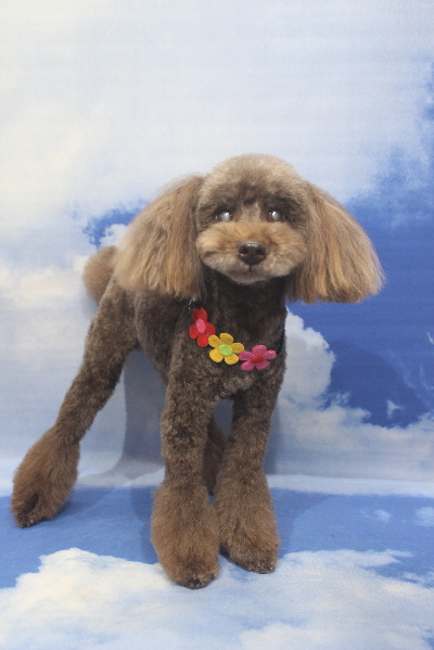 千葉県船橋市のトイプードルのトリミング画像