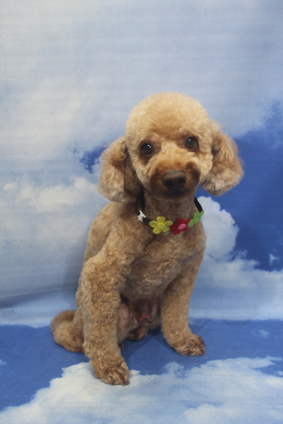 千葉県船橋市のトイプードルのトリミング画像