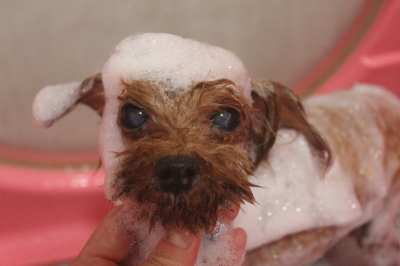 千葉県鎌ケ谷市のトイプードルのシャンプー画像
