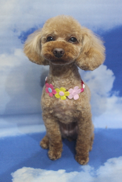 神奈川県横浜市のトイプードルのトリミング画像