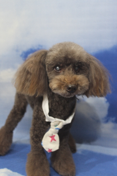 千葉県船橋市のトイプードルのトリミング画像