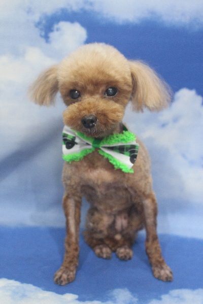 千葉県鎌ケ谷市のトイプードルのトリミング画像