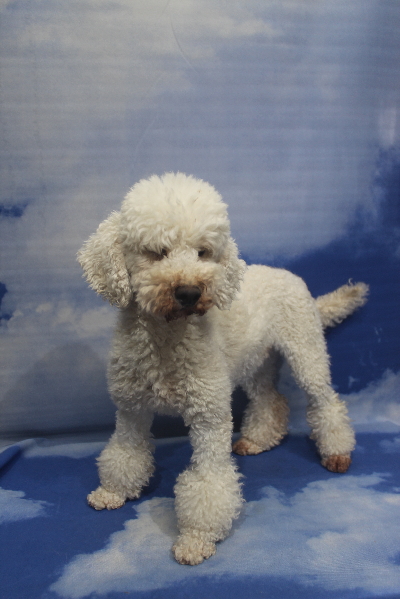 トイプードルブリーダーの成犬、トリミング画像