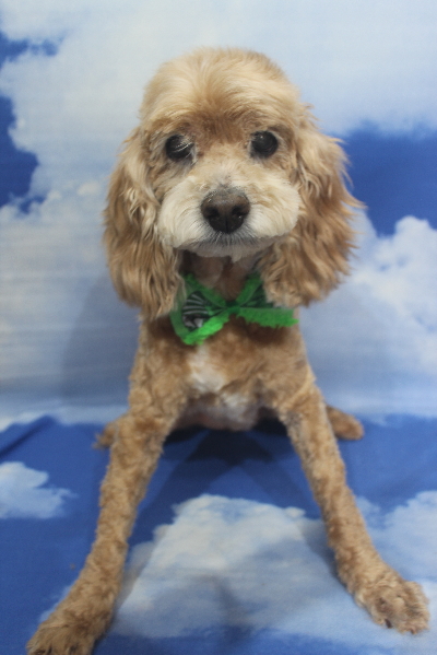 千葉県船橋市のミックス犬のトリミング画像