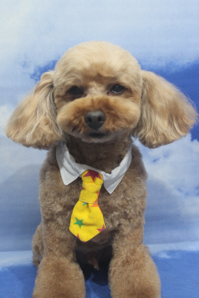 千葉県船橋市のトイプードルのトリミング画像