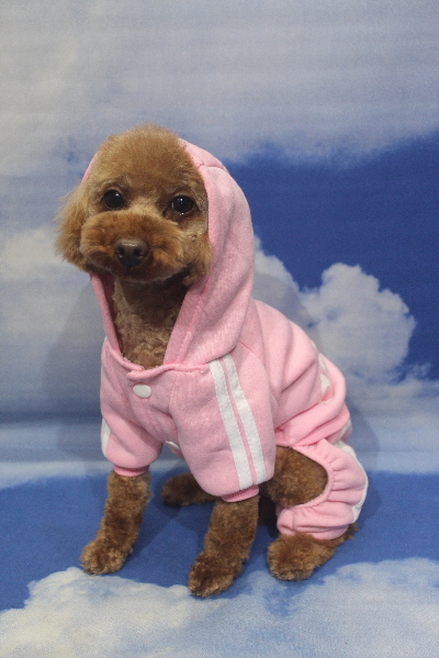 神奈川県横浜市のトイプードルのトリミング画像