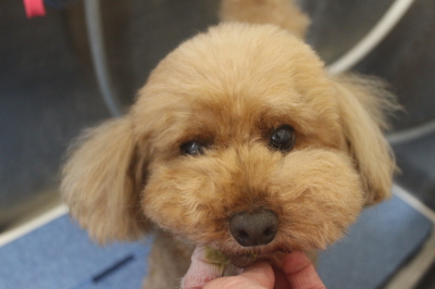 千葉県船橋市のトイプードルの歯磨き画像