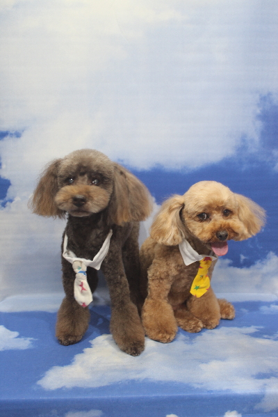 千葉県船橋市のトイプードルのトリミング画像