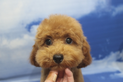 トイプードルブリーダーの子犬、トリミング画像