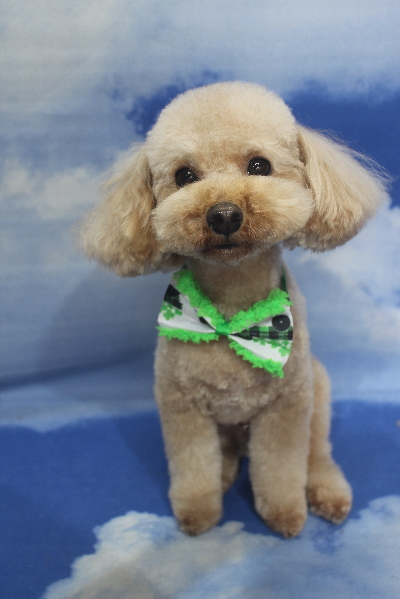 千葉県船橋市のトイプードルのトリミング画像