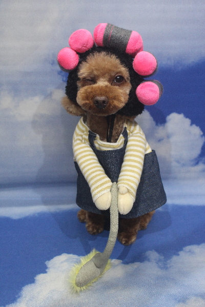 神奈川県横浜市のトイプードルのトリミング画像