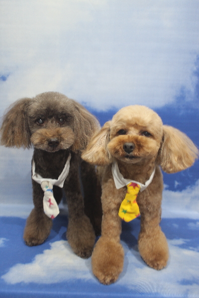 千葉県船橋市のトイプードルのトリミング画像