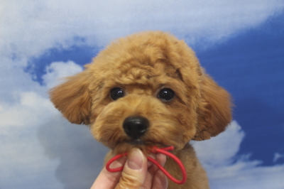 トイプードルブリーダーの子犬、トリミング画像