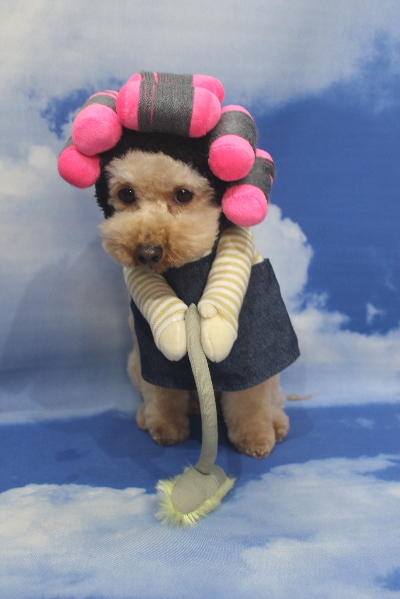 千葉県船橋市のトイプードルのトリミング画像