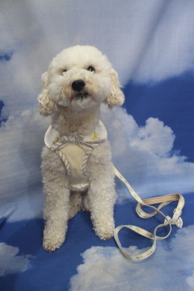 千葉県松戸市のミックス犬のトリミング前画像