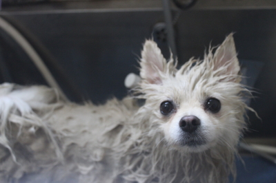 東京都港区のポメラニアンの泥パック画像