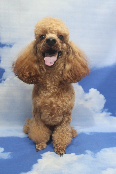 千葉県鎌ヶ谷市のトイプードルのトリミング前画像