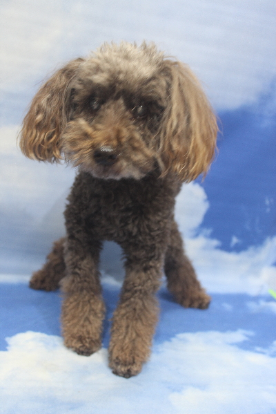 千葉県船橋市のトイプードルのトリミング前画像