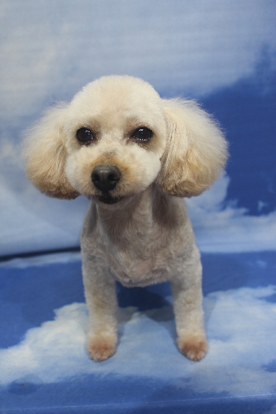 トイプードルブリーダーの成犬、トリミング画像
