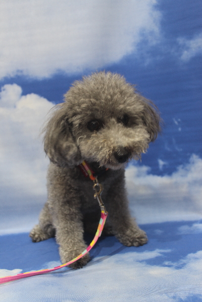 千葉県船橋市のトイプードルのトリミング前画像