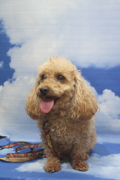 千葉県船橋市のトイプードルのトリミング前画像