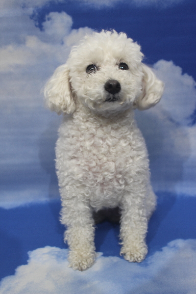 千葉県船橋市のトイプードルのトリミング前画像