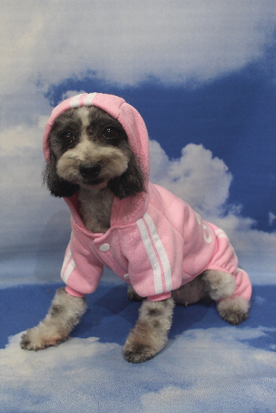 千葉県鎌ケ谷市のトイプードルのトリミング画像