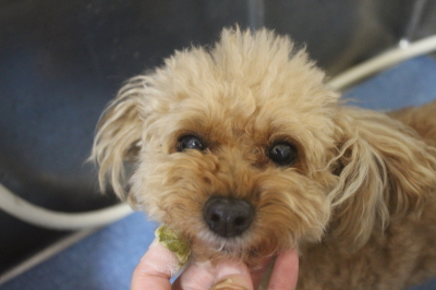 千葉県船橋市のトイプードルの歯磨き画像