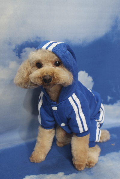 千葉県船橋市のトイプードルのトリミング画像