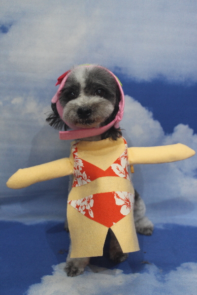 千葉県鎌ケ谷市のトイプードルのトリミング画像