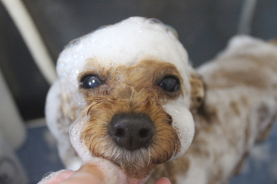 千葉県船橋市のトイプードルのシャンプー画像