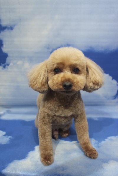 千葉県船橋市のトイプードルのトリミング画像