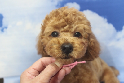 トイプードルブリーダーの子犬、トリミング画像