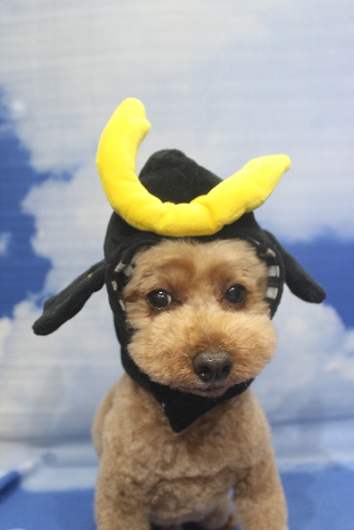 千葉県船橋市のトイプードルのトリミング画像