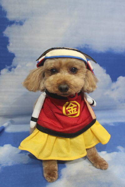 千葉県船橋市のトイプードルのトリミング画像