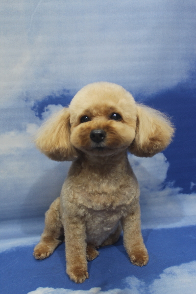 千葉県船橋市のトイプードルのトリミング画像