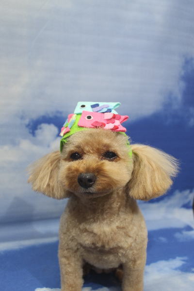 千葉県船橋市のトイプードルのトリミング画像