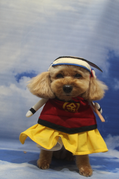 千葉県船橋市のトイプードルのトリミング画像