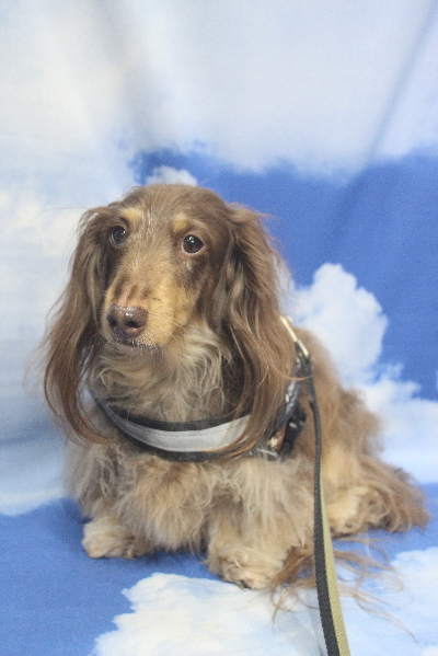 千葉県松戸市のミニチュアダックスのトリミング前画像