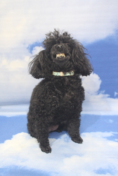 千葉県船橋市のトイプードルのトリミング前画像