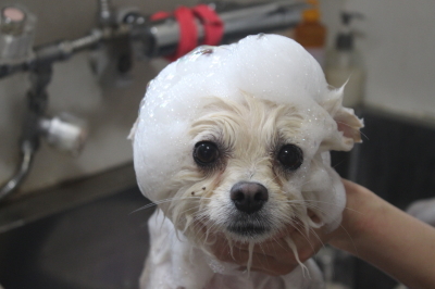東京都港区のポメラニアンの泥シャンプー画像